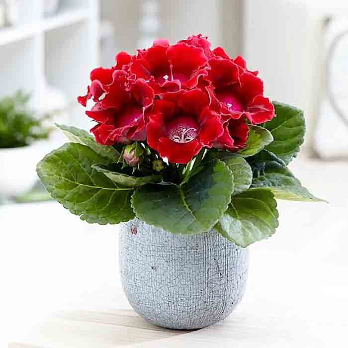 Необходимость удобрений и пересадки